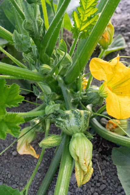 Squash Green Lightning WCS Seeds