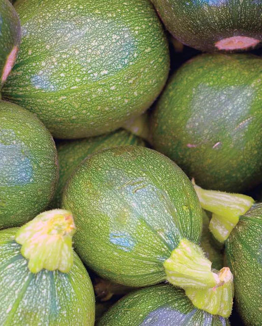 Squash Ronde De Nice WCS Seed