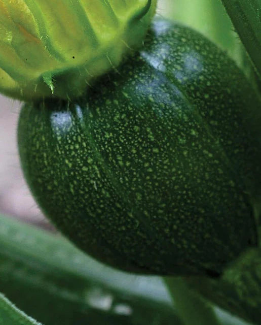 Squash Eight Ball WCS Seed