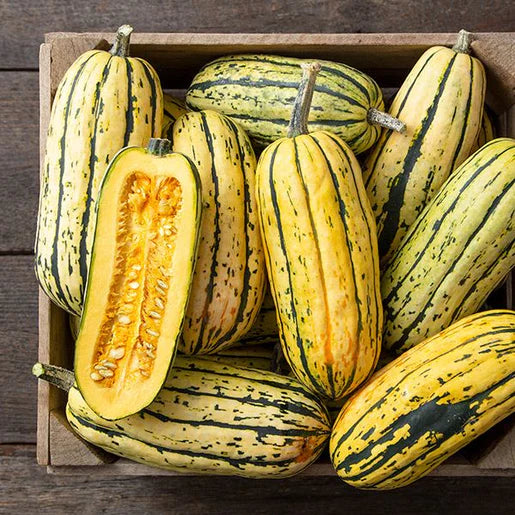 Squash Delicata Organic WCS Seed