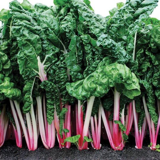 Swiss Chard Pink MIgardener Seed