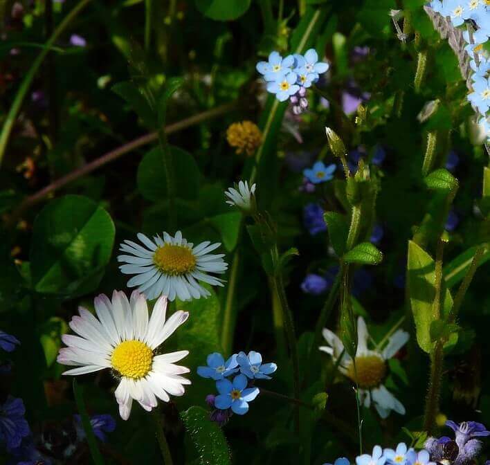 Wildflower Semi Shade OSC Seed