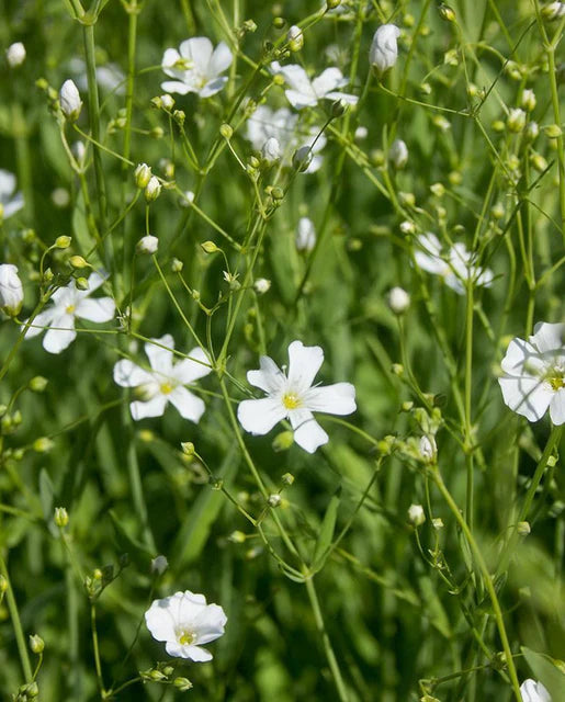 Gypsophila Baby's Breath WCS Seeds