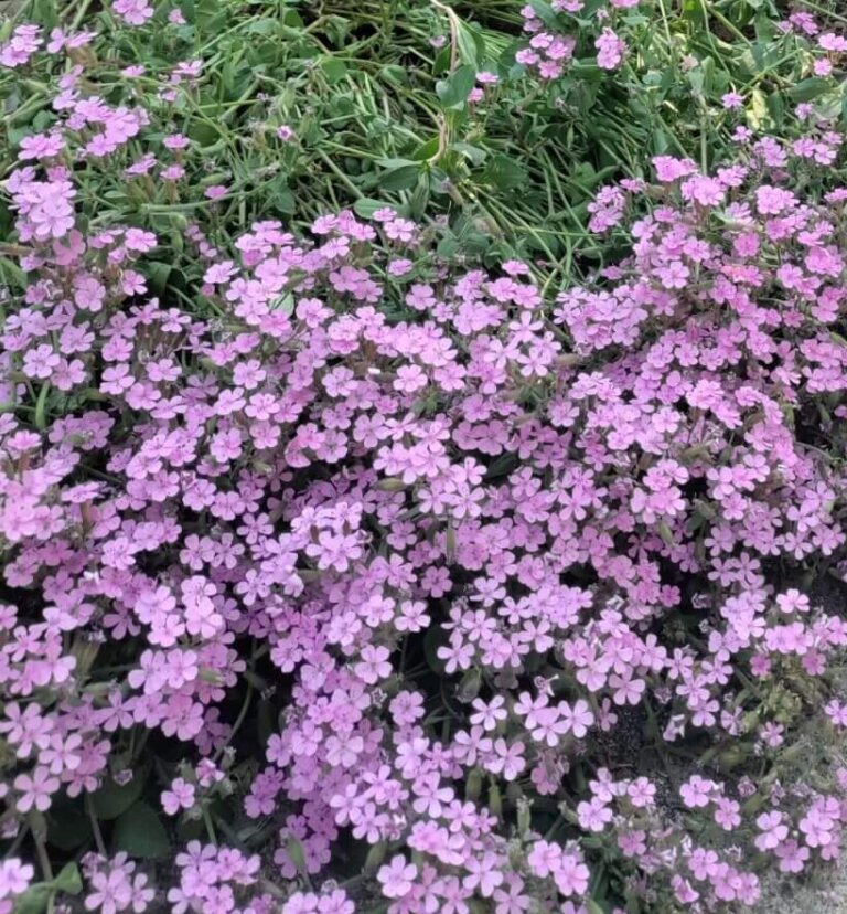 Soapwort Saponaria OSC seeds