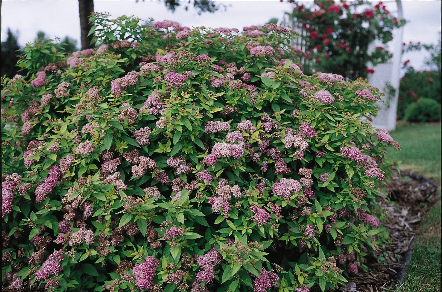 Spirea Neon Flash (Cherry Red) 2G
