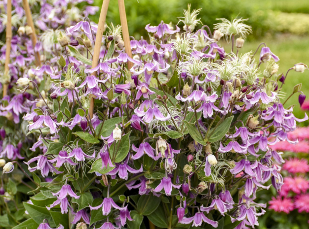 Stand By Me Pink Bush Clematis 1G