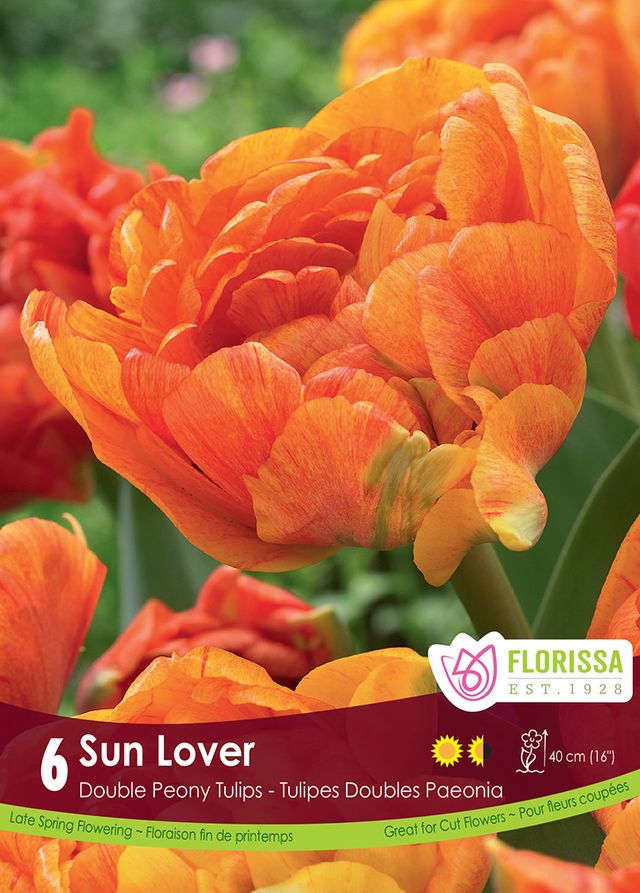 Tulip Sun Lover 6 pk