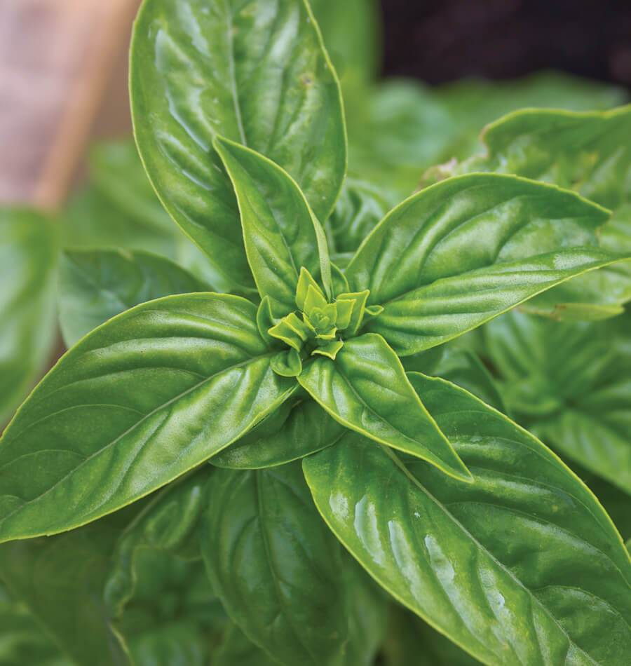 Basil Sweet WCS Seeds