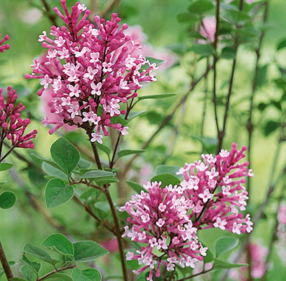 Lilac Tinkerbelle 2G