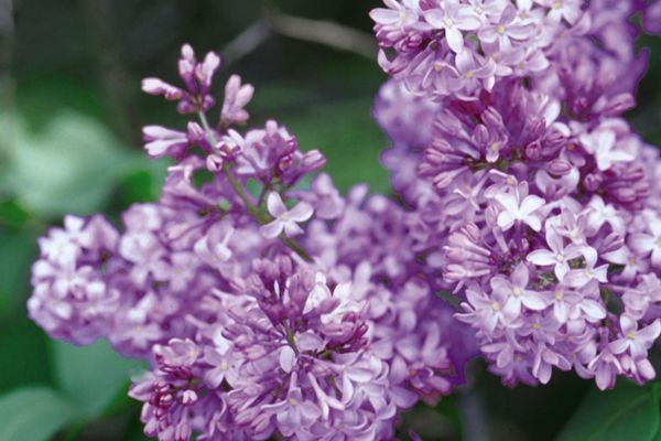 Lilac Variegated Common 2G
