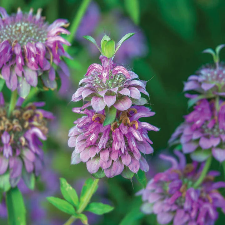 Lemon Mint MIgardener Seed