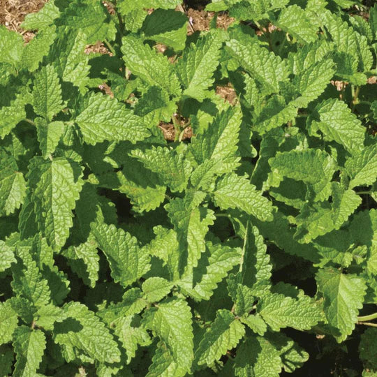 Lemon Balm MIgardener Seed