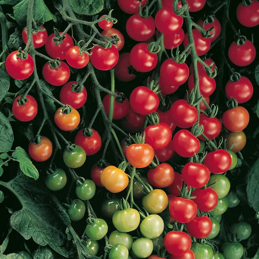 Tomatoes Supersweet 100 WCS Seeds