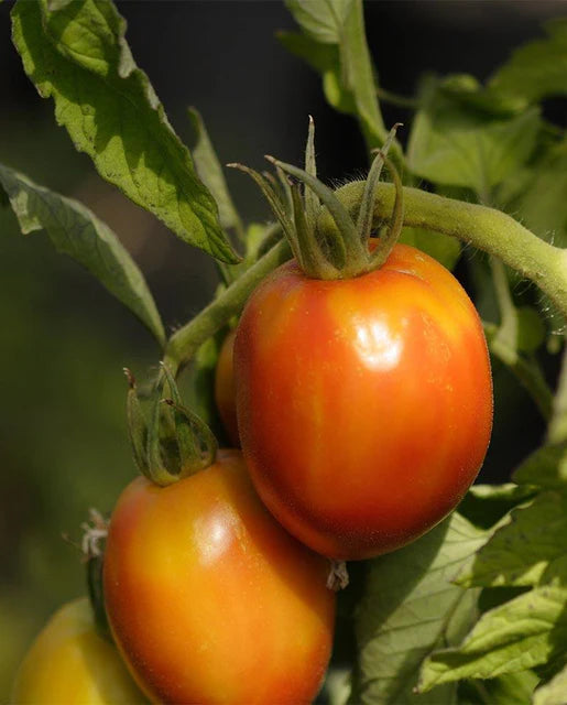 Tomatoes Amish Paste Roma Organic WCS Seeds