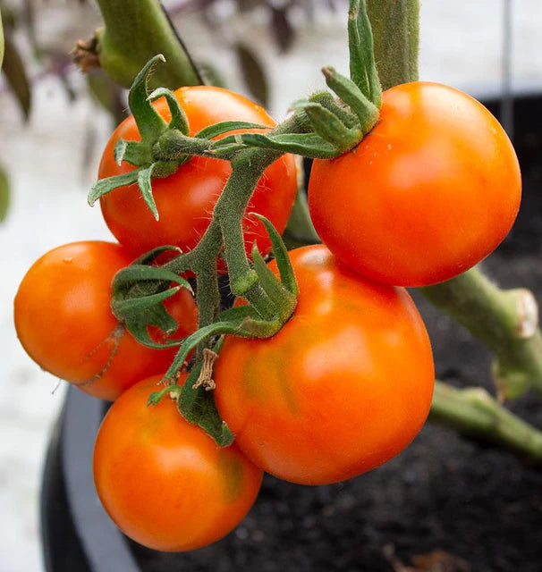 Tomatoes Old German Organic WCS Seeds