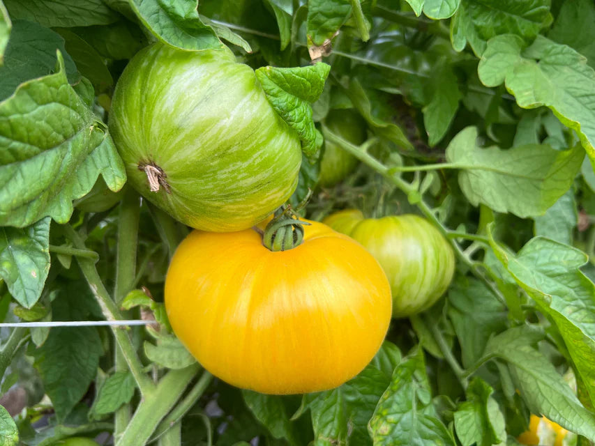 Tomatoes Pork Chop Organic WCS Seeds