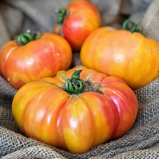 Tomato Big Rainbow MIgardener Seed