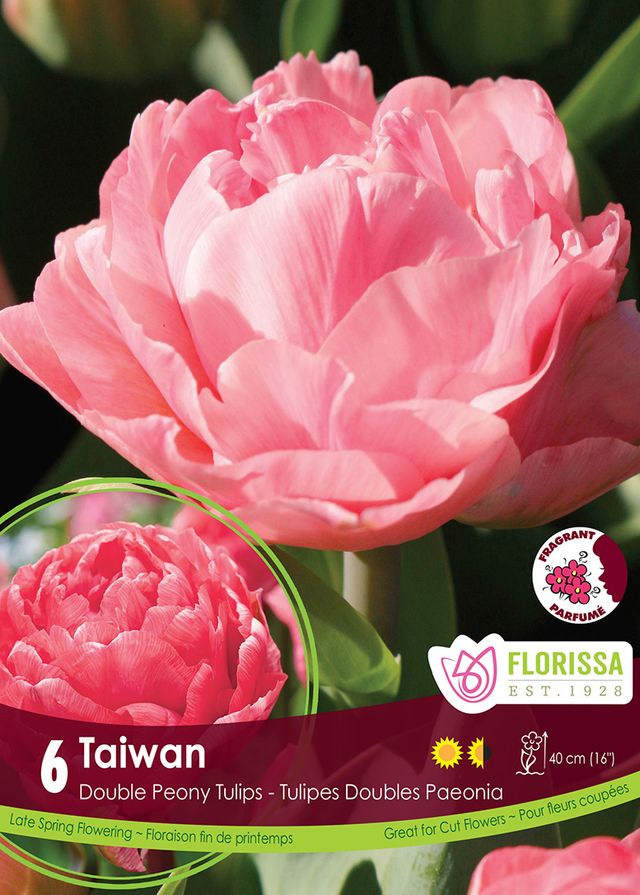 Tulip Taiwan 6pk