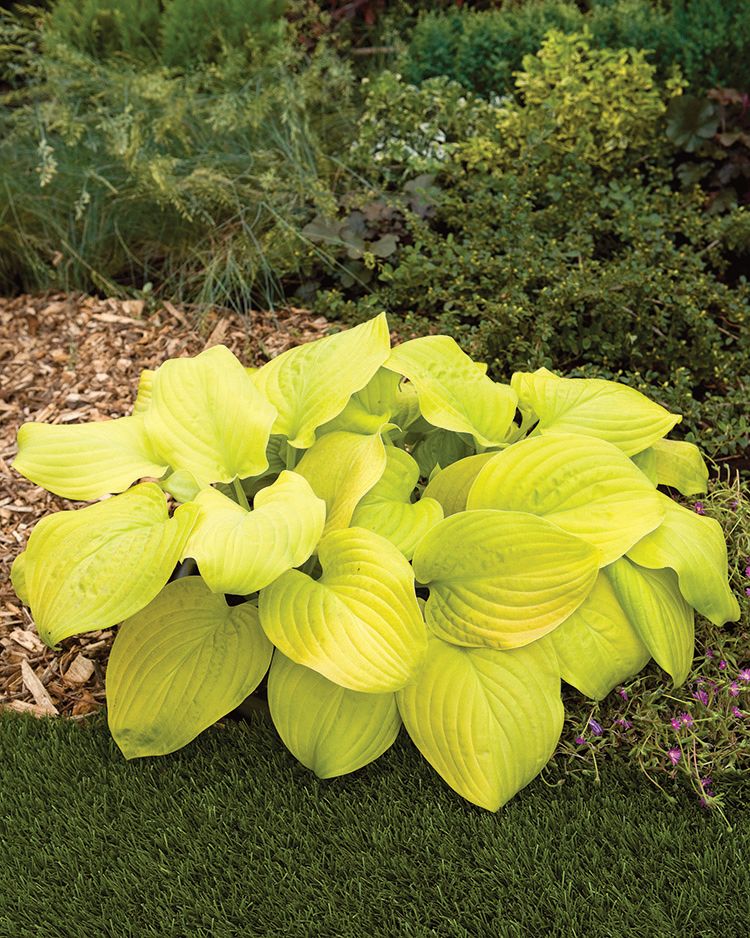 Hosta Tortilla Chip 1G