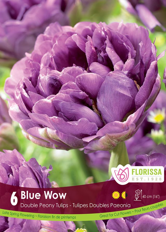 Tulip Double Fringed Blue Wow