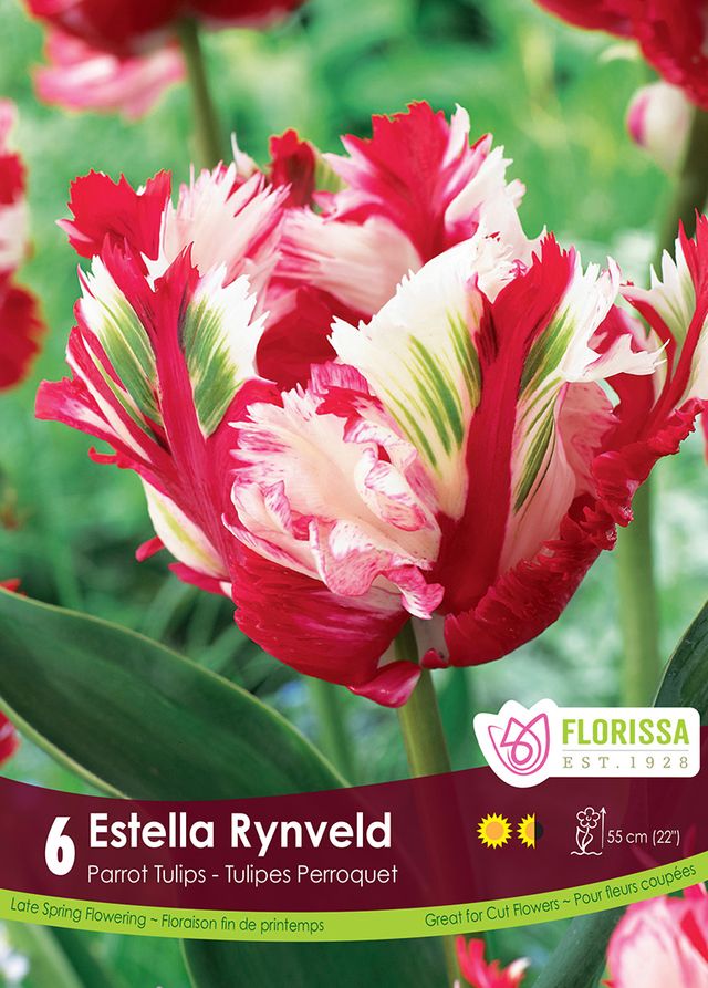 Tulip Estella Rynveld