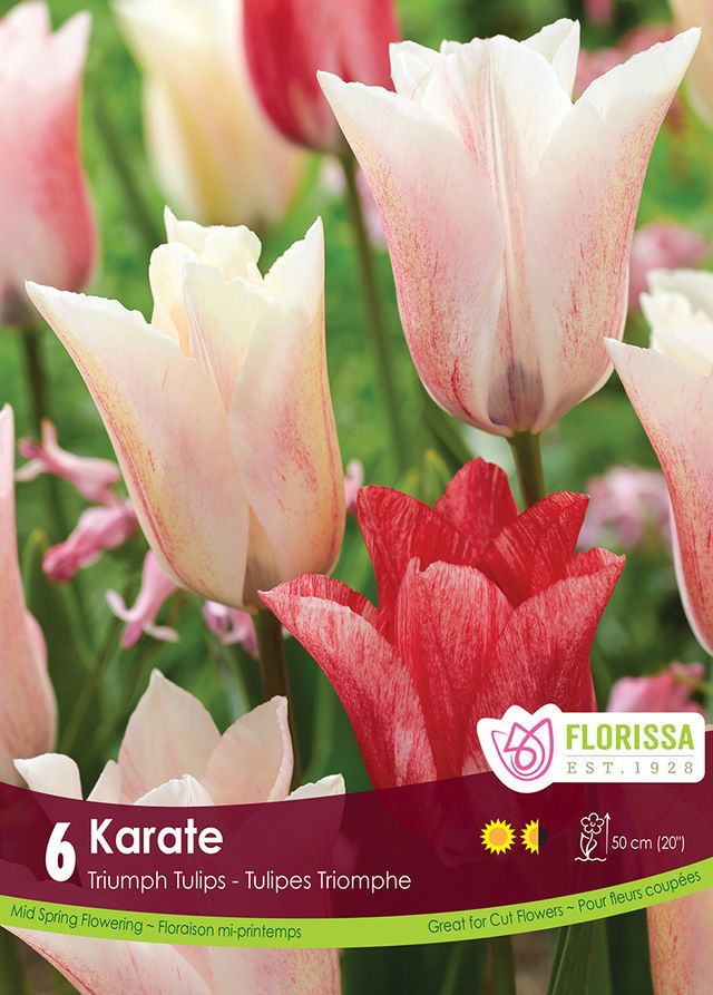 Tulip Karate