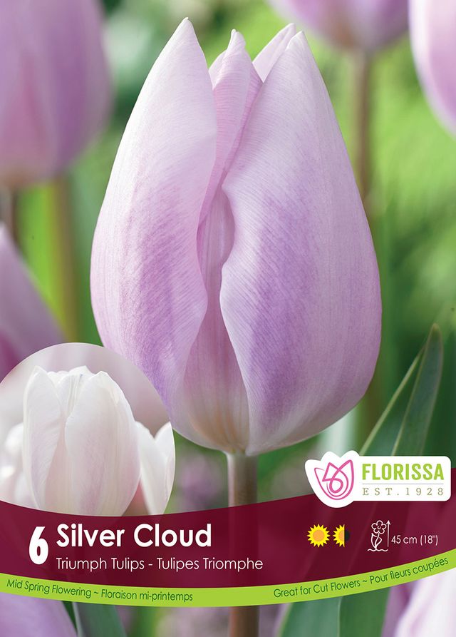 Tulip Silver Cloud