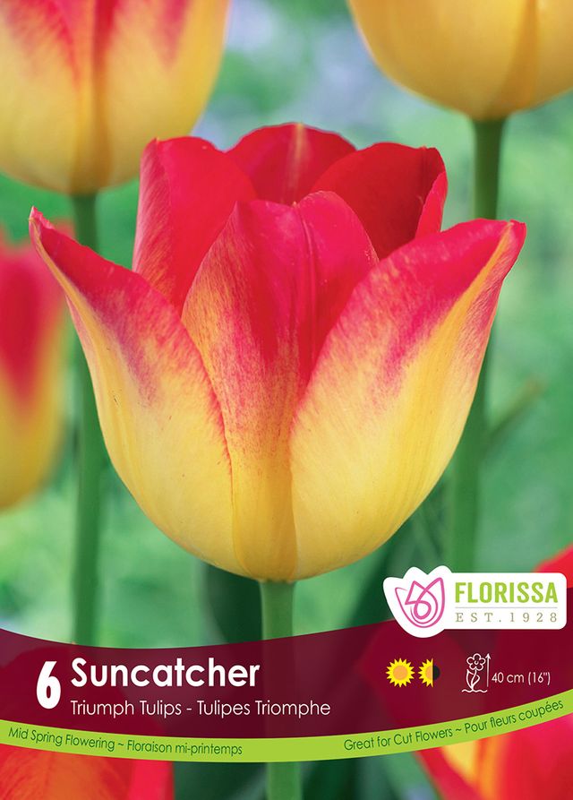 Tulip Suncatcher Triumph