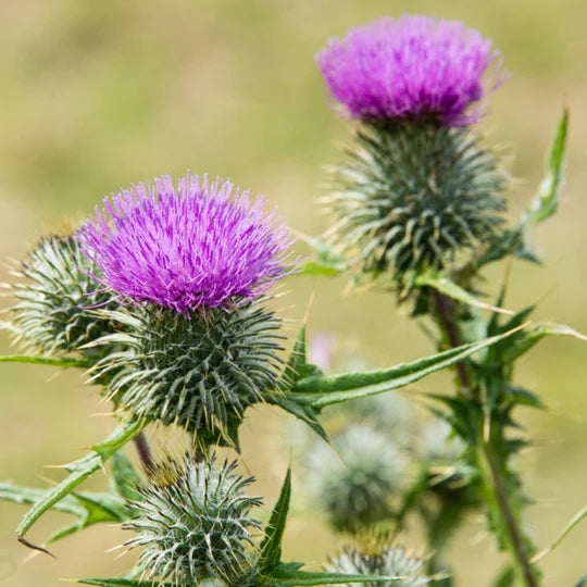 Milk Thistle MIgardener Seed