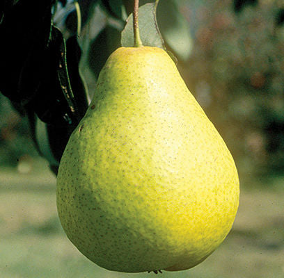 Pear Tree Ure