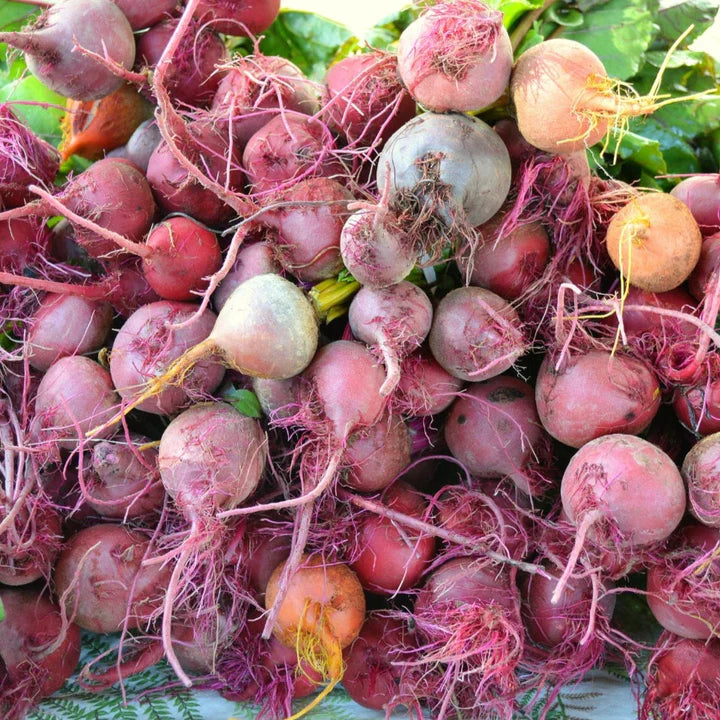 Beets Assorted Mix Seed MIgardener