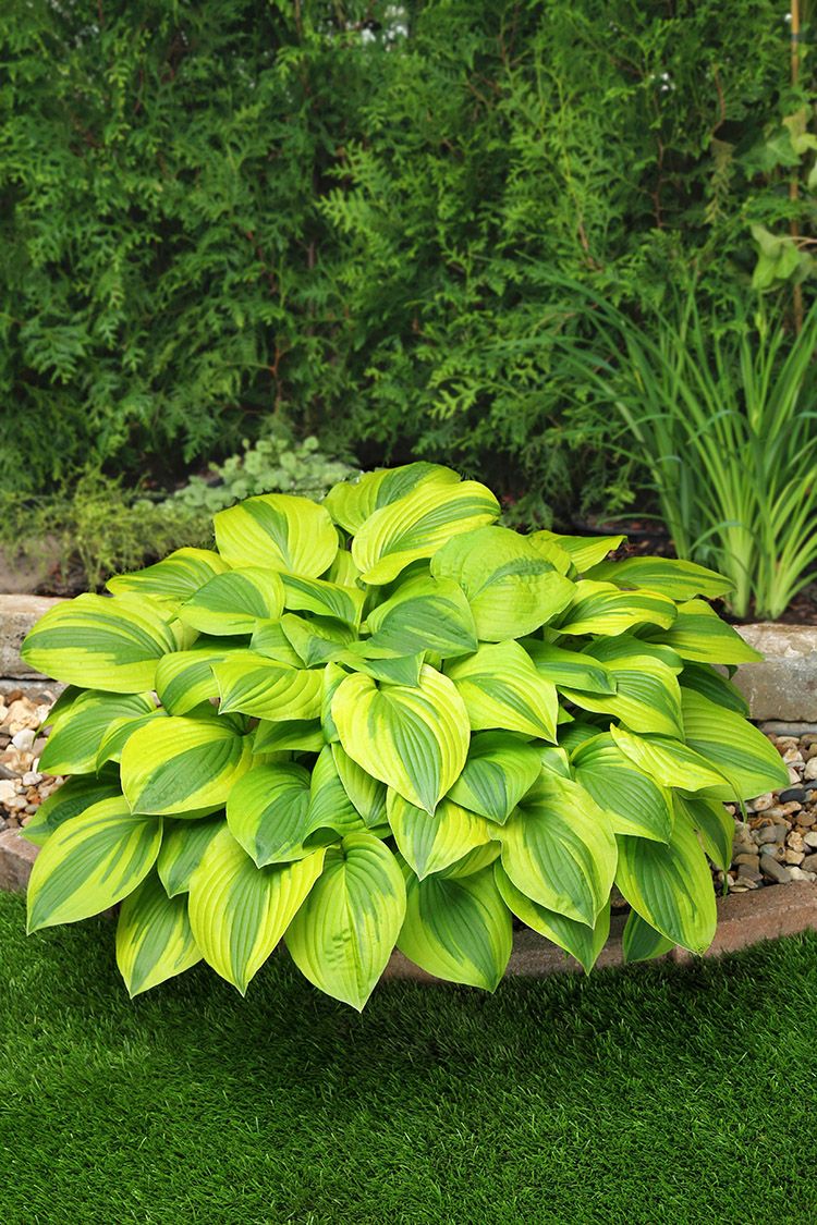 Hosta Velvet Moon Plant 1G
