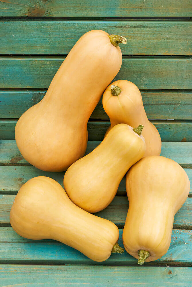 Squash Waltham Butternut Organic OSC Seed