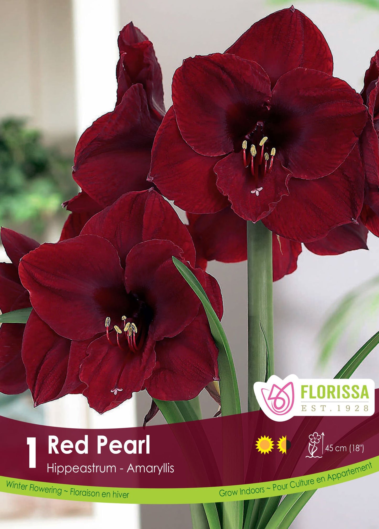 Amaryllis Bulb Red Pearl 34cm