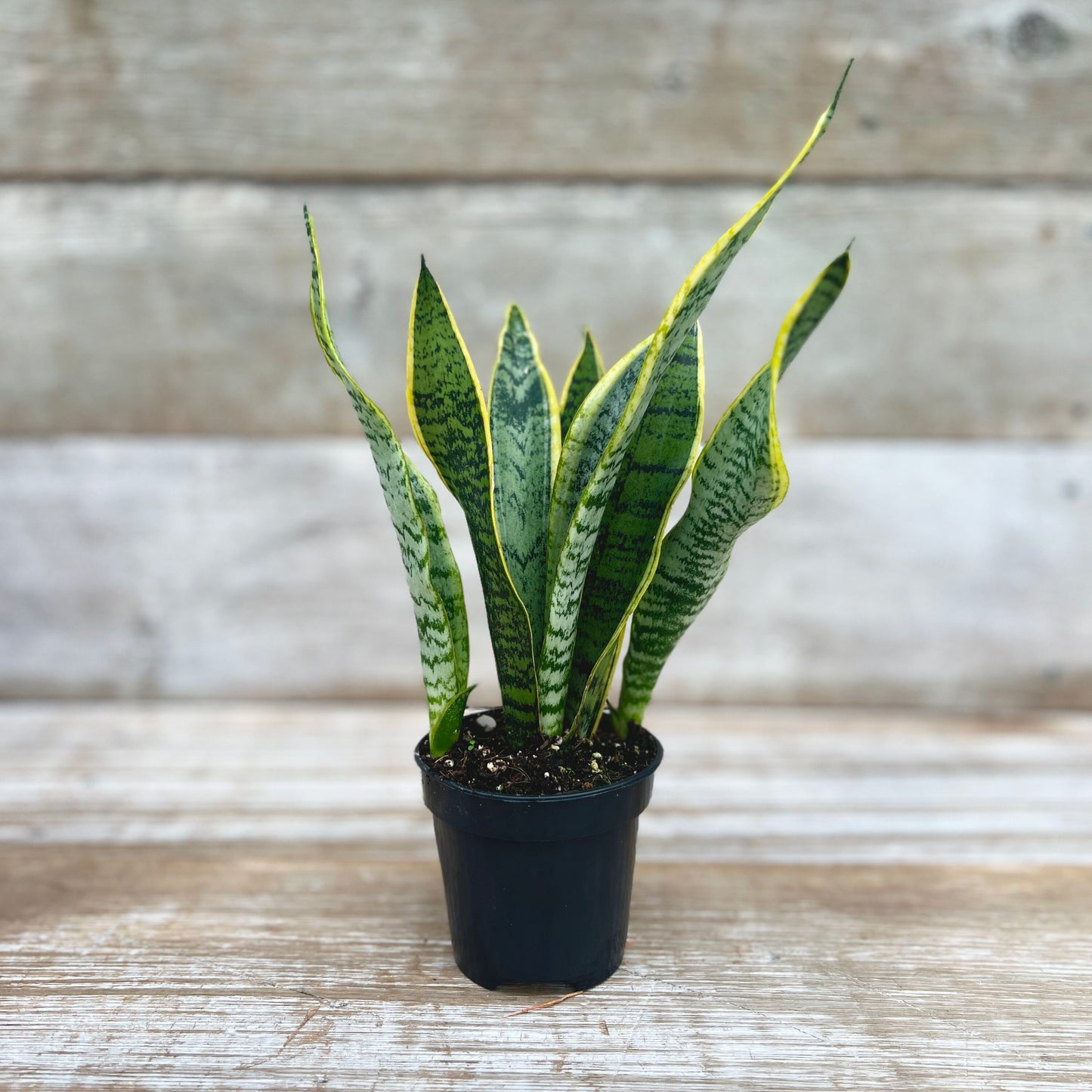Snake Plant Laurentii 4" Pot
