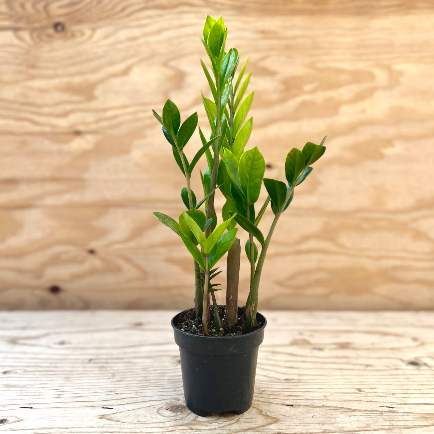 Zamia Palm ZZ 4" pot