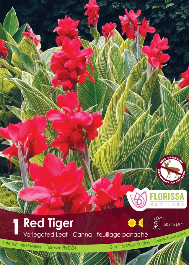 Canna Lily Variegated Leaf Red Tiger