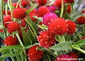 Amaranth Globe Mardi Gras Parade