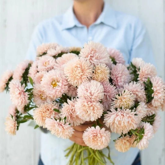 Aster Apricot MIgardener Seed