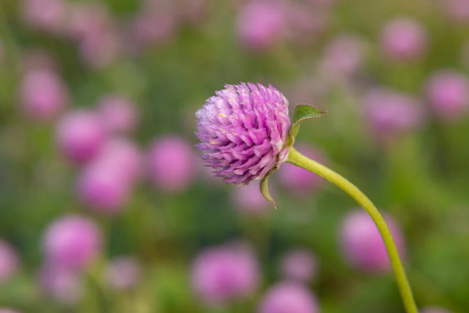 Gomphrena Lavender Lady WCS Seeds