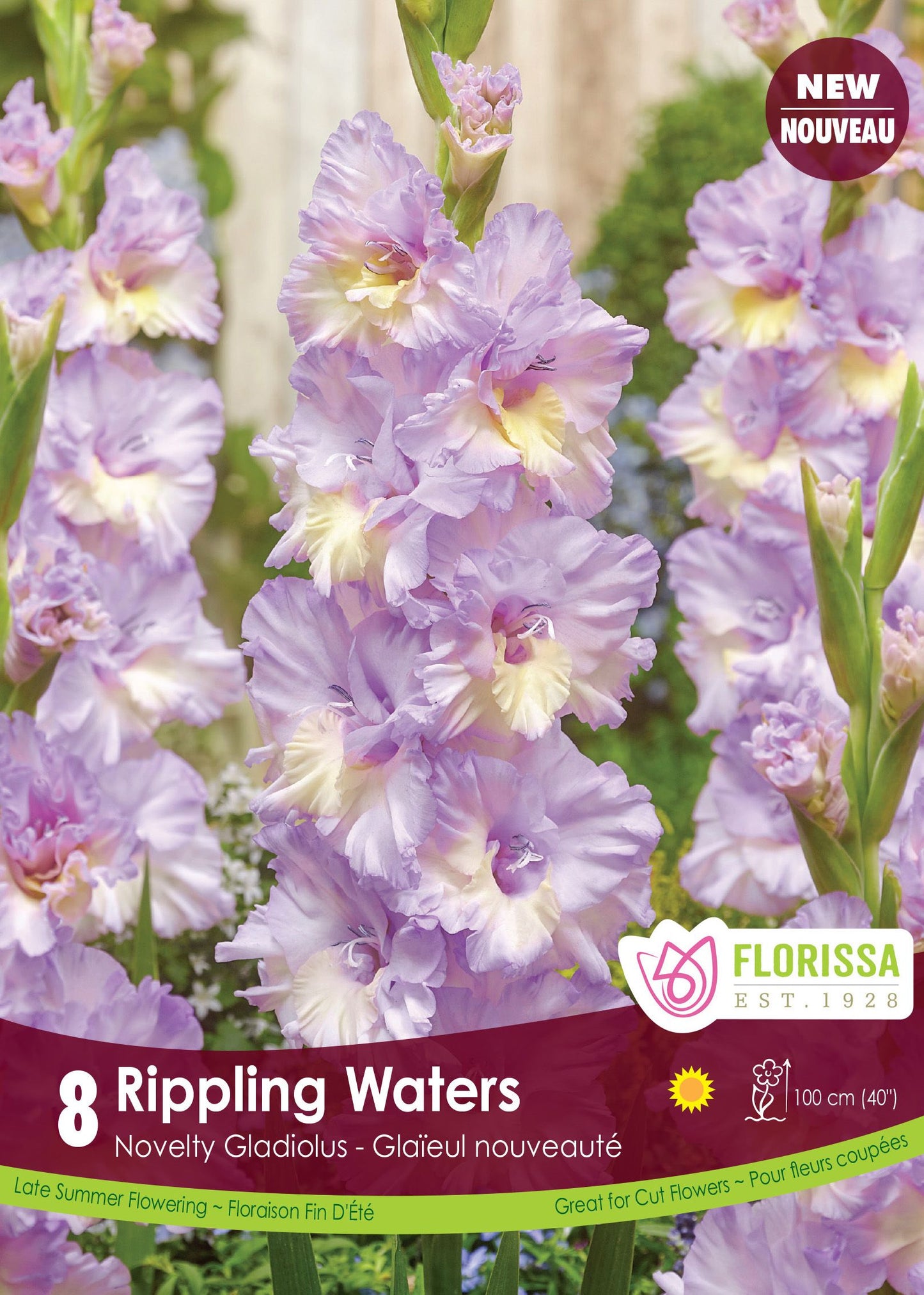 Gladiolus Dutch Rippling Waters Bulbs