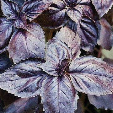 Basil Red Rubin MIgardener Seed