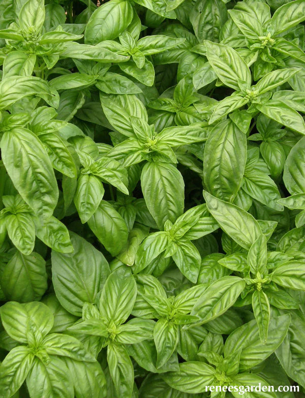 Basil Bolognese Aurelia