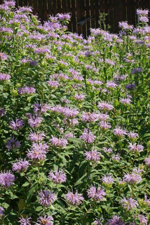 Bergamot Wildflower OSC Seed