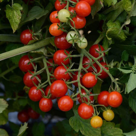 Tomato Candyland Currant OSC Seed
