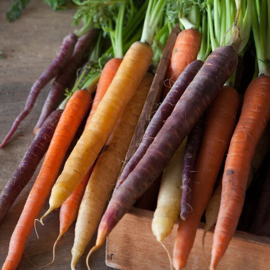 Carrot Rainbow Blend MIGardener Seed