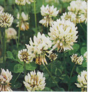 Clover White Common No1 OSC Seed