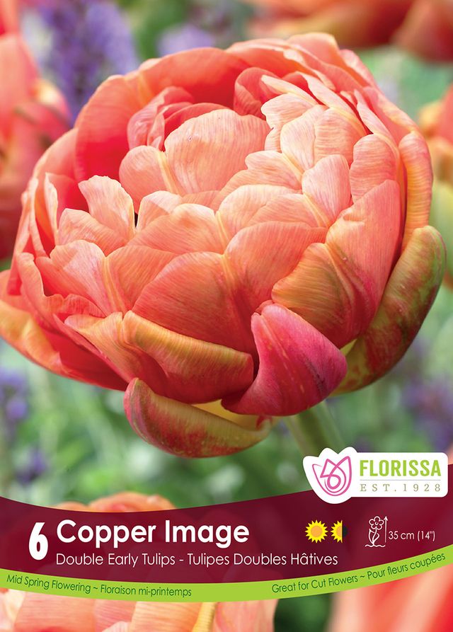 Tulip Copper Image - 6 pk
