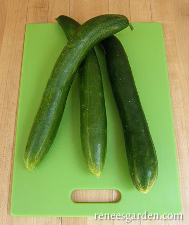 Cucumber Tasty Treat Organic