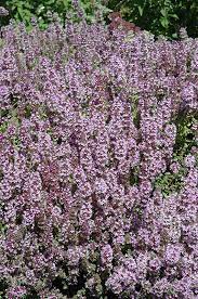 Creeping Thyme Purple Carpet 1G